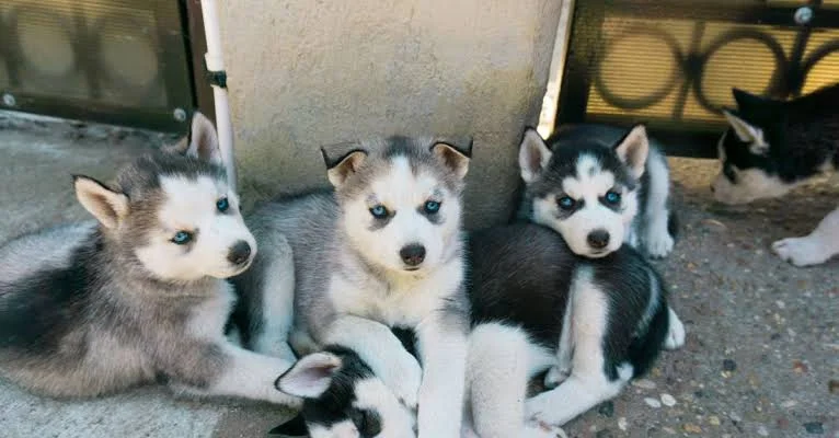 About Alvarado Huskies Responsible Siberian Husky Breeder in USA